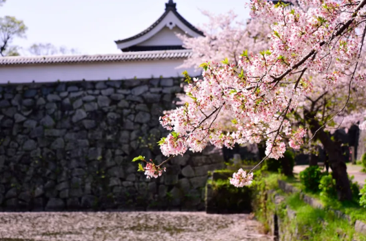 후쿠오카성벚꽃축제 -이미지출처-일본정부관광국