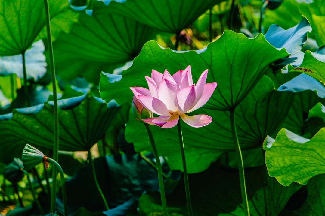 Lotus