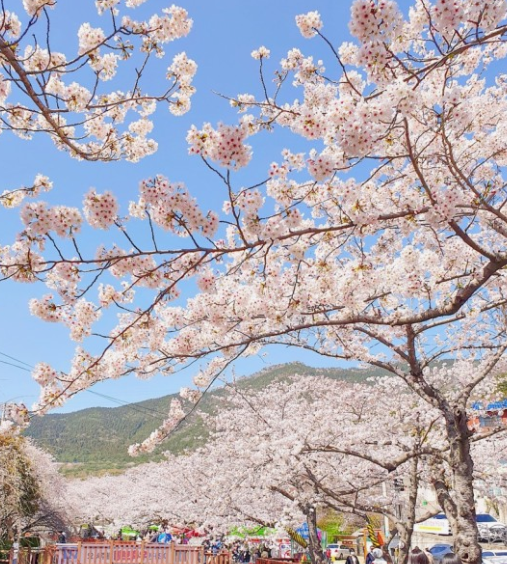 벚꽃축제 일정, 진해군항제 일정 및 코스 추천, 숙박 팁까지에 필요한 자료