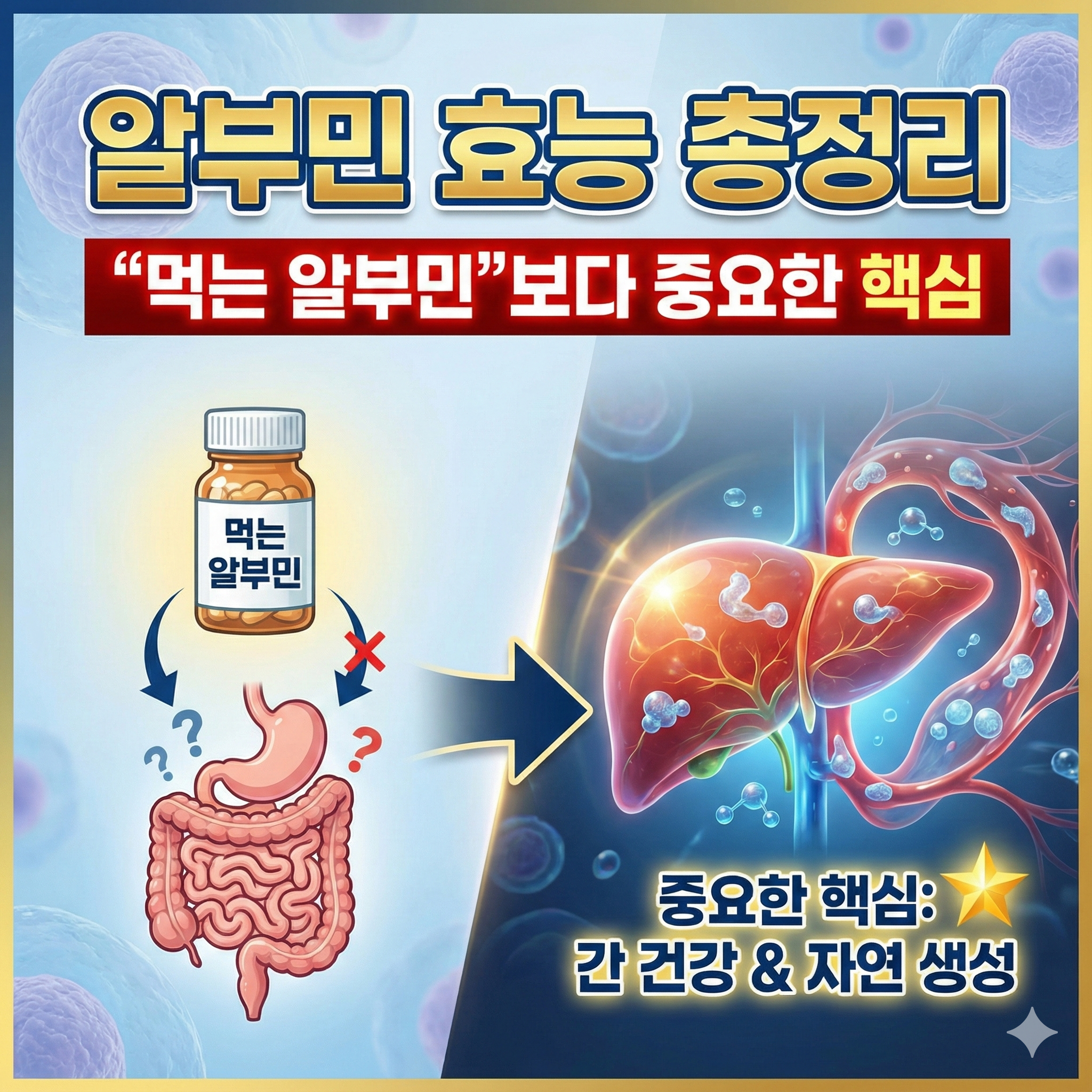 알부민 효능 총정리: “먹는 알부민”보다 중요한 핵심