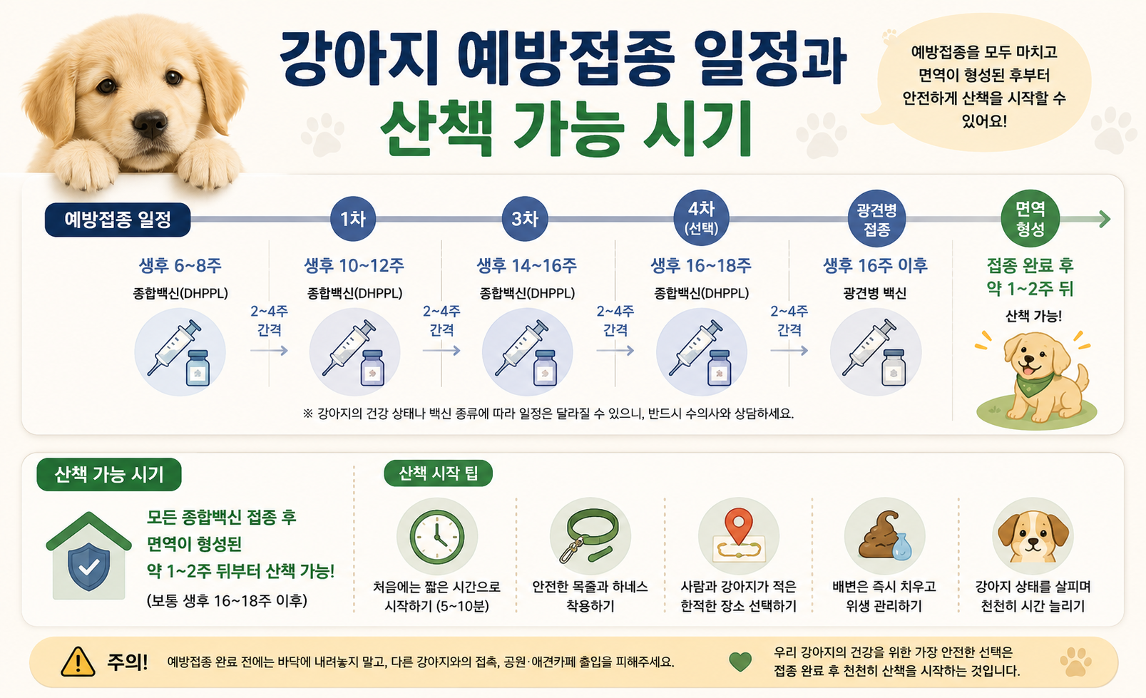 강아지 예방접종 일정과 산책 가능 시기 정리 이미지