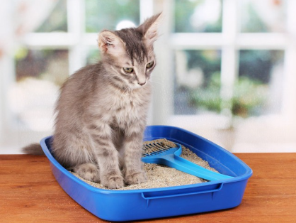 화장실에 앉는 아기 고양이.