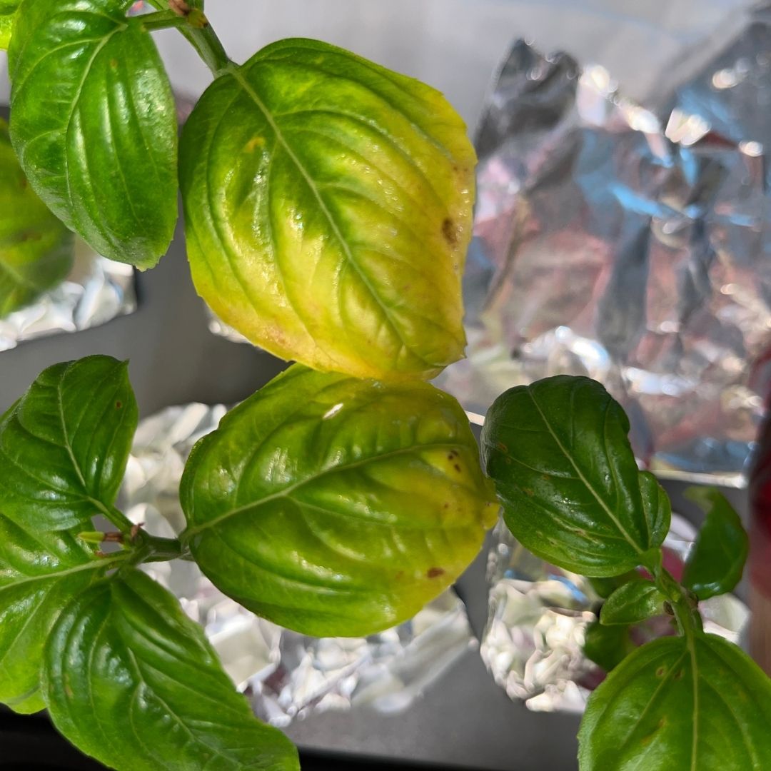 바질 잎이 노랗게