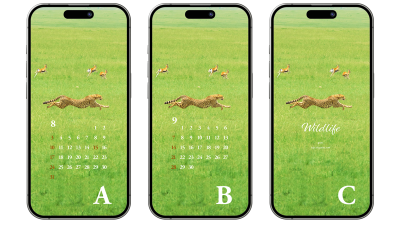 02 사냥하는 치타 ABC - 2025년8월 아이폰배경화면