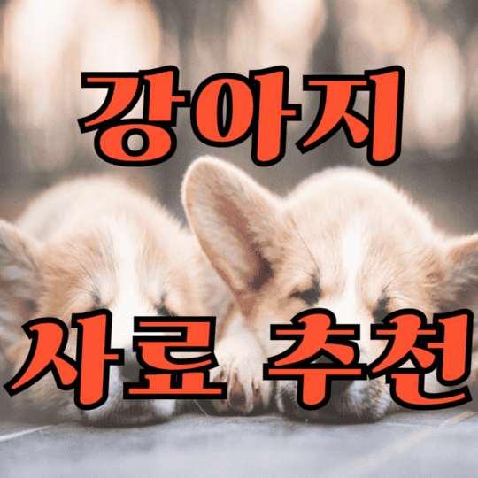 강아지 사료 추천! 연령 식습관 건강 상태 별 반려견 사료