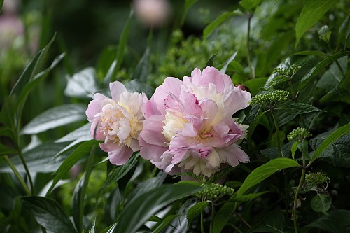 특색 있고 아름다운 민간 정원 30선 추천 여행 - 14. 고성 그레이스 정원