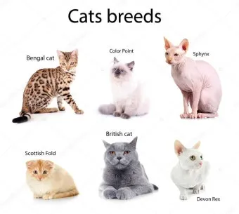 고양이 수명 평균 품종별 집고양이_3