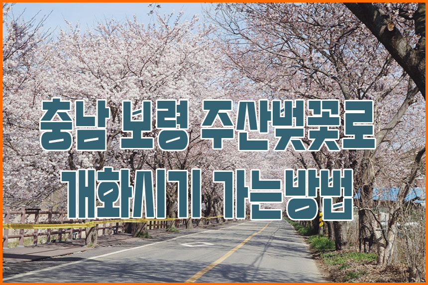 2025년 충남 보령시 주산벚꽃로 개화 시기 및 가는 방법