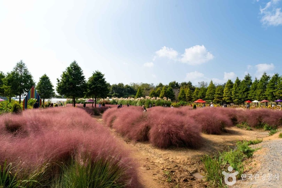 담양 메타세콰이어길