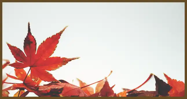 서울 근교 단풍 명소 (지금이 단풍 절정시기)