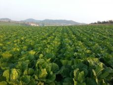 해남배추와 절임배추의 매력