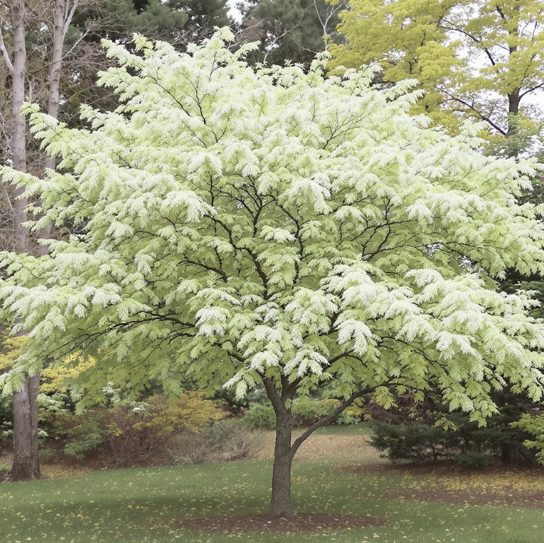 깃털처럼 생긴 귀여운 &amp;#39;잎&amp;#39;
