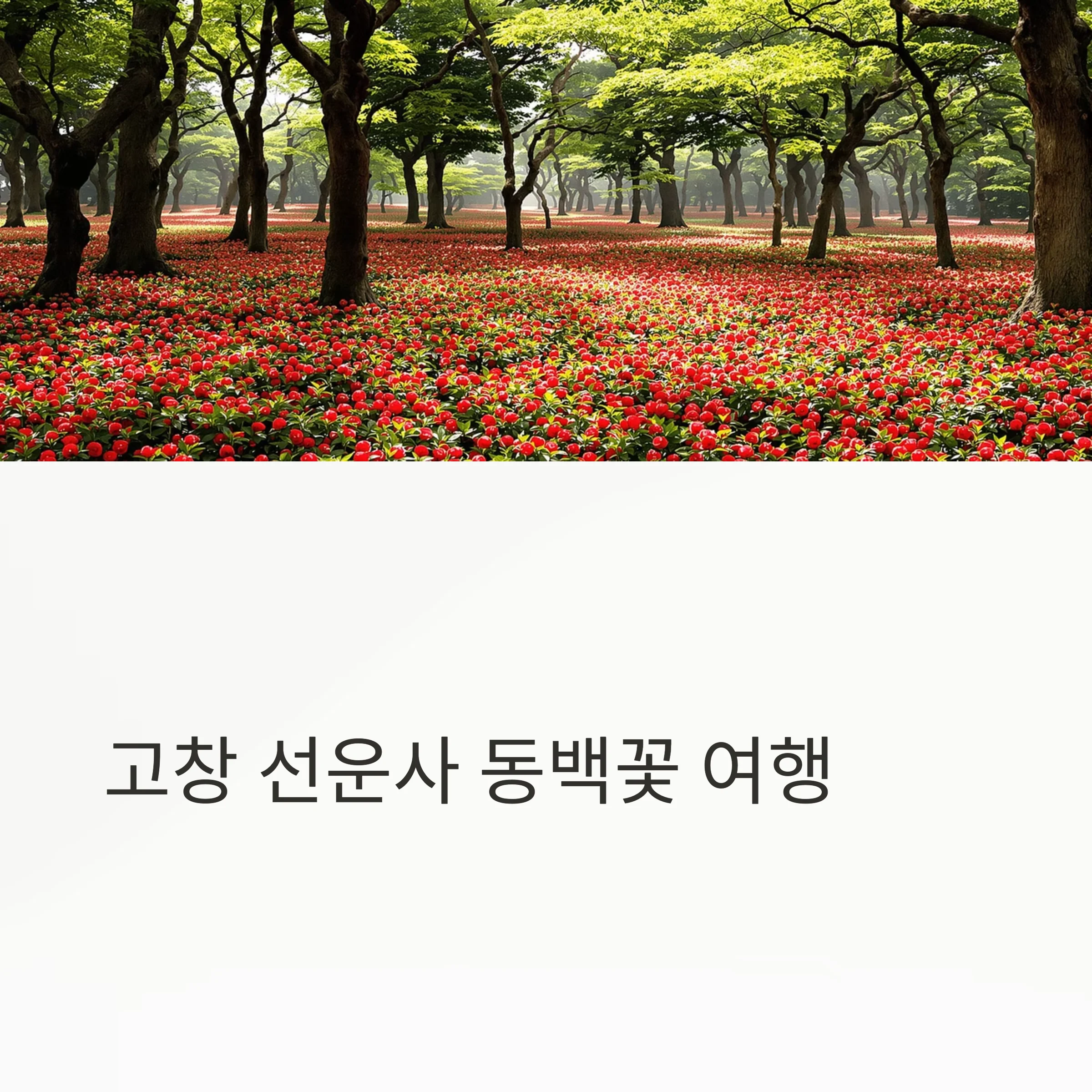 고창 선운사 동백꽃 명소