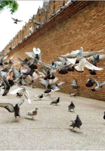 건물-외벽에-수백마리의-비둘기가-날아오르는-모습