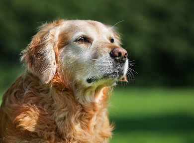 늙은 개가 기운이 없는 원인 관절 질환.