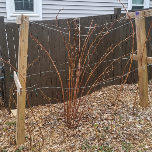 raspberry-patch