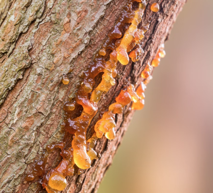 보스웰리아 나무