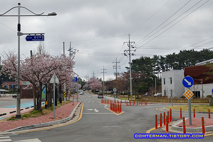 몽산포 해수욕장 진입로 벚꽃길