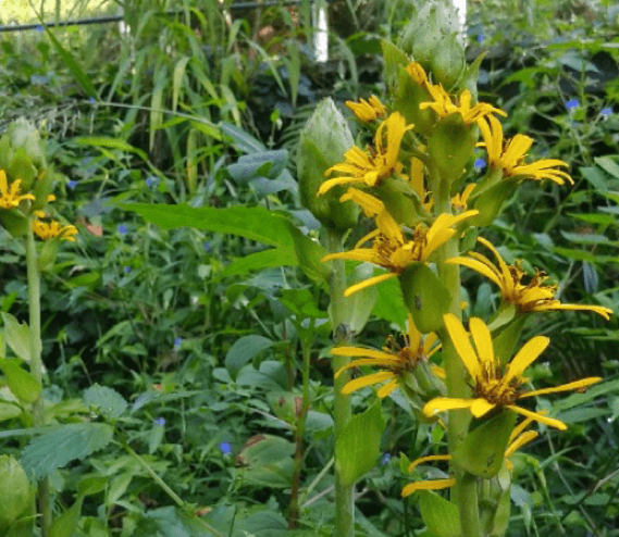 화담숲 예매하기