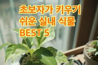 실내식물 초보 체크리스트 물주기 빛 습도 분갈이 한눈에 정리_8