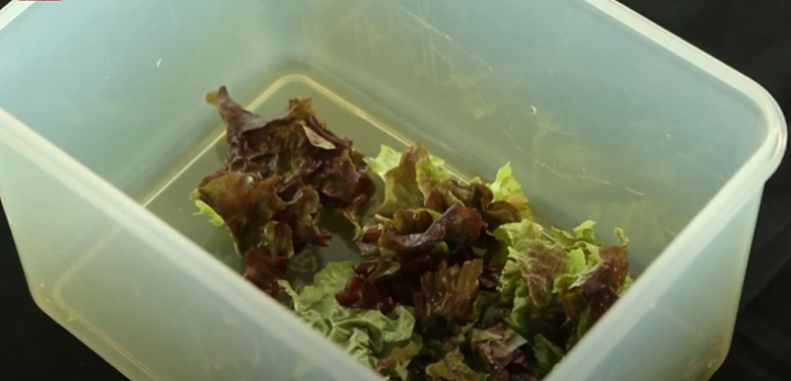 김치통에-푸른잎-채소-넣어두기