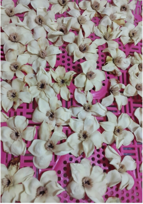 30년 살림꾼이 깨끗한 산목련 꽃을 채취해 분홍색 소쿠리에 널어 말리는 모습입니다. 꽃잎이 상하지 않게 정성껏 다듬는 과정이 차의 맛을 결정합니다.