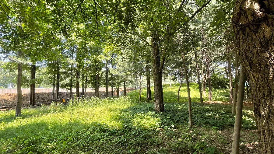 양재(매헌)시민의 숲 나들이