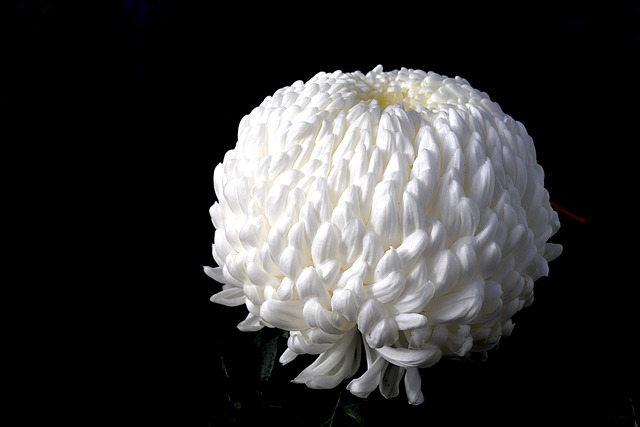 장례식장 절하는 방법