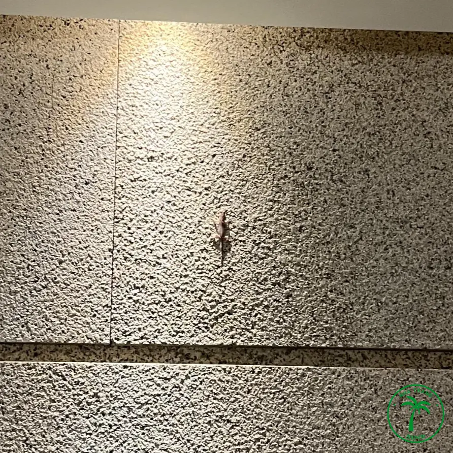 미아 리조트 도마뱀