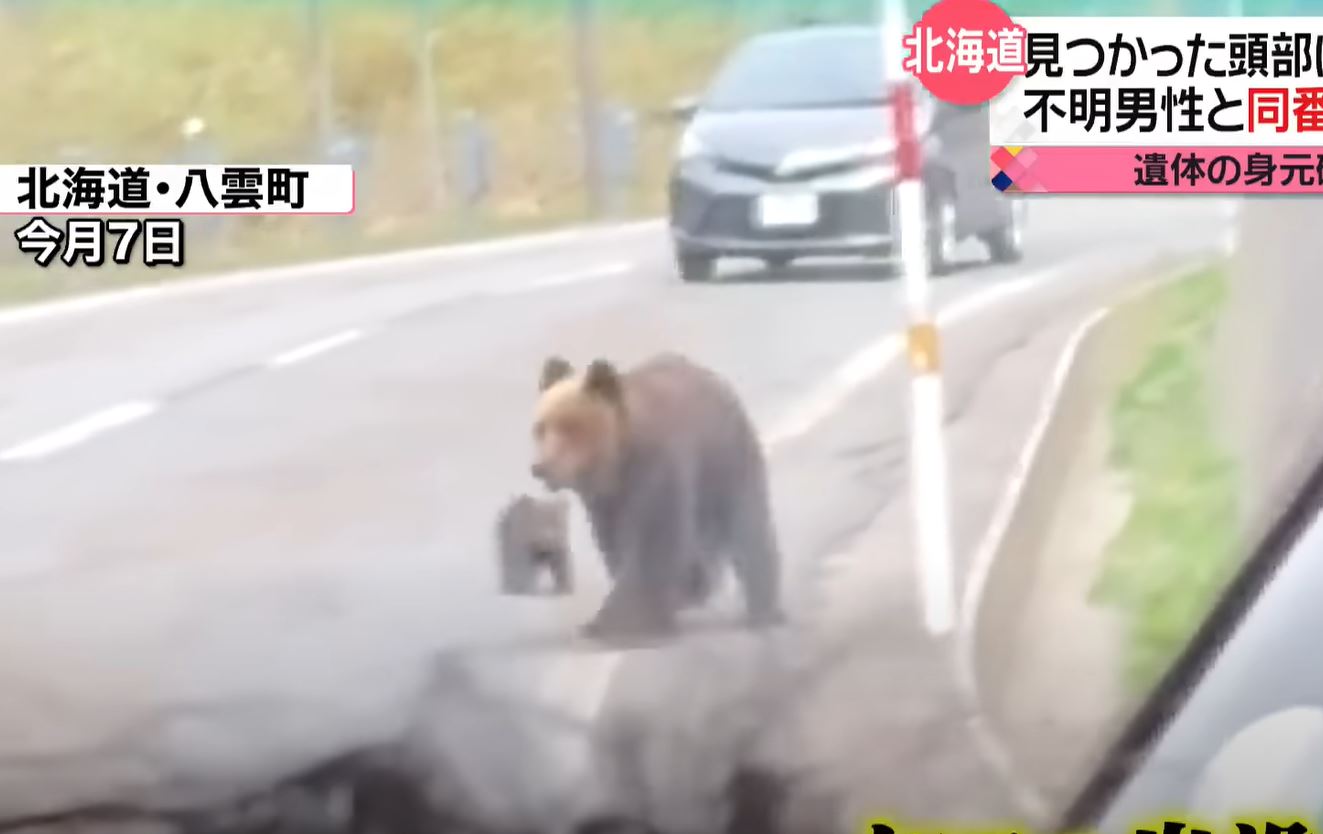 홋카이도에 곰 개체수가 너무 많아지고 있다