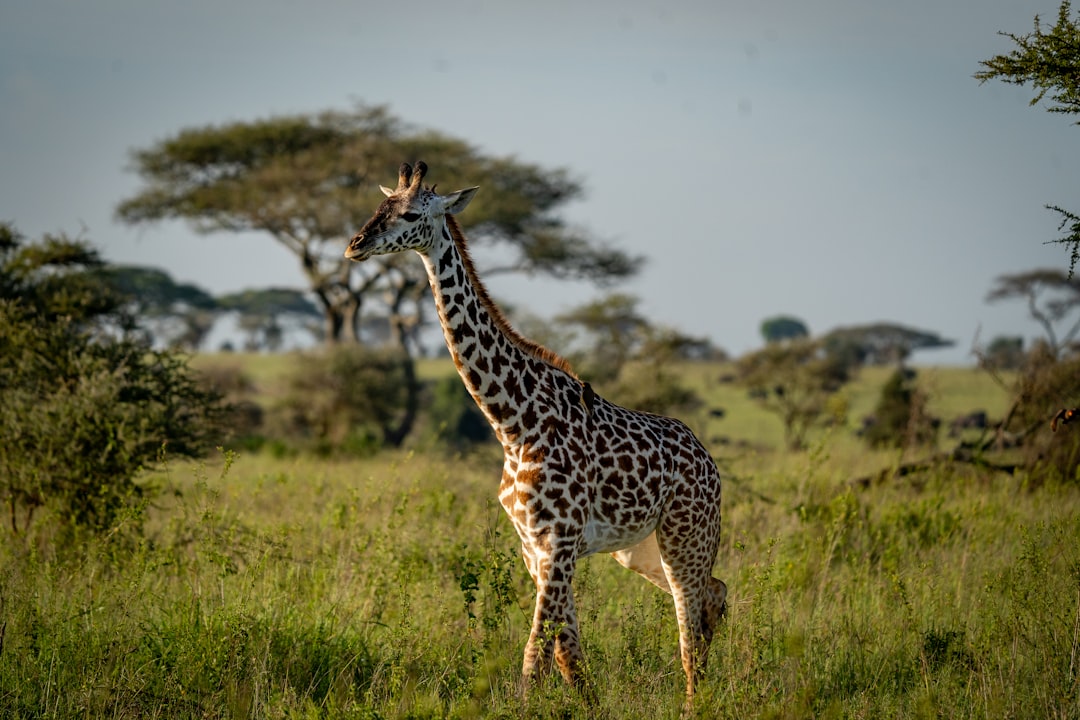 Conservation