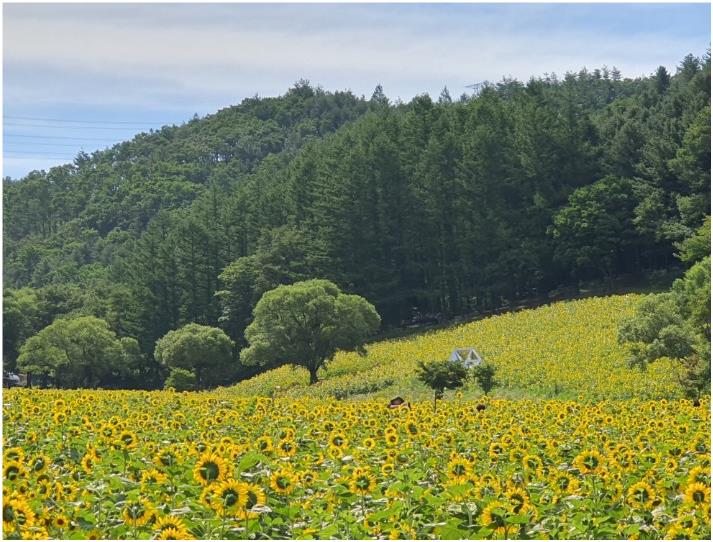 태백 해바라기 축제