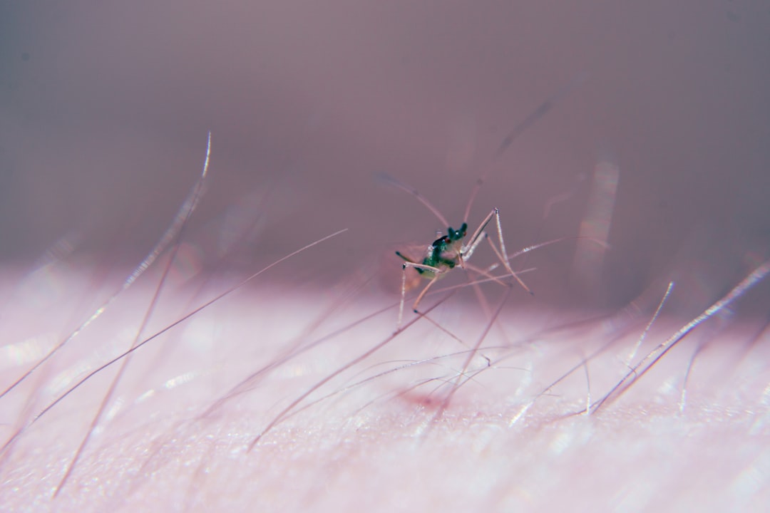 Malassezia