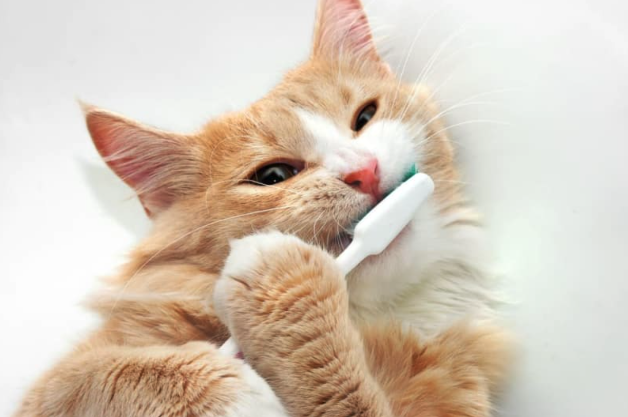 고양이 양치질 이빨 관리 방법