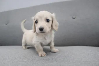 닥스훈트 순종 가격 성격 분양가격 장단점_24