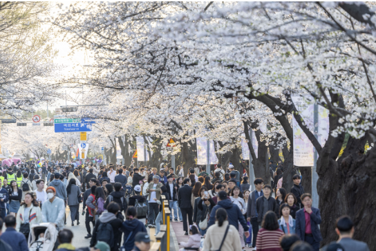 여의도 벚꽃축제 일정·기간·교통통제