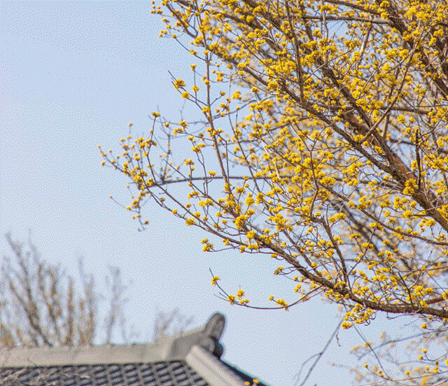 24년 구례 산수유꽃축제 주차 개막공연 일정 CCTV