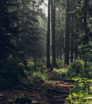 국립자연휴양림 예약통합시스템 국립자연휴양림 예약방법