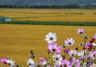 INFP 유형 특징 분석