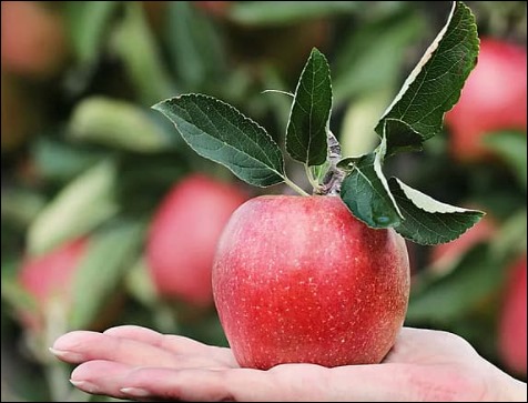 사과초모식초 효능-2