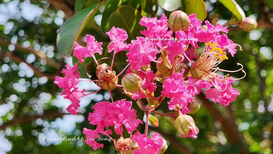 배롱나무꽃,백일홍나무꽃, Lagerstroemia indica