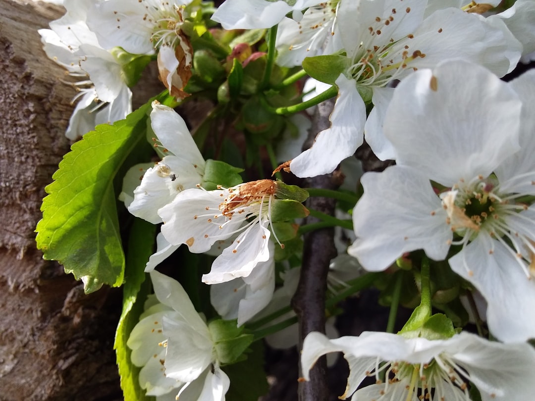 Blossoms