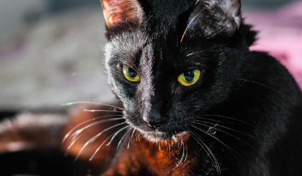 추천 제품 &amp; 사용 팁 관련 사진