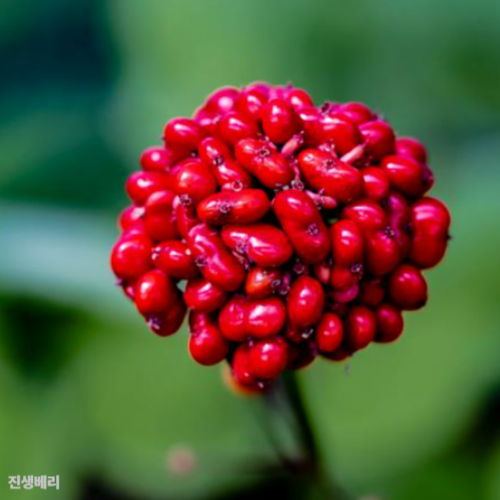 진생베리