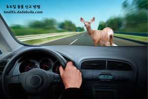 고양이 로드킬 신고 동물 사체 처리 보상