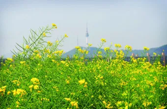 아파트 화단에 핀 5월의 꽃 송엽국 작약 금계국 털개구리미나리_7