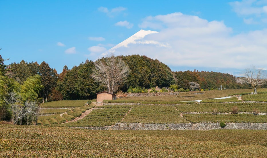 오부치 사사바 녹차밭 전경 사진
