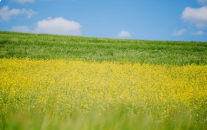 폭삭속았수다 유채꽃밭 촬영지