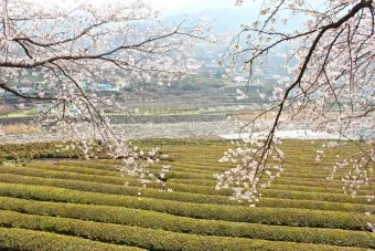 봄꽃 여행지 베스트10 벚꽃 유채 튤립 명소와 걷기 좋은 코스_6