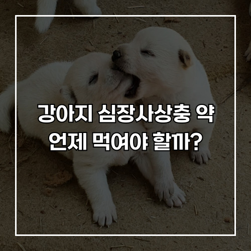 강아지 심장사상충 약 언제 먹여야 할까?